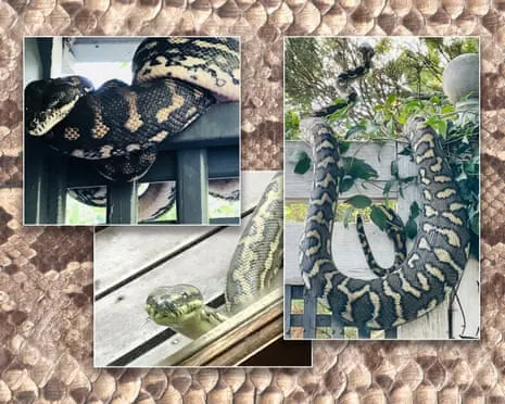 Embracing the Reptiles in My Ceiling: A Journey from Fear to Admiration